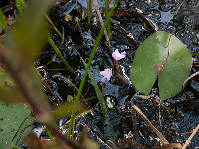 Utricularia purpurea (Eastern purple bladderwort) #83508