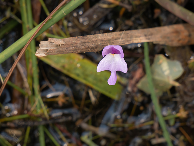 Utricularia purpurea (Eastern purple bladderwort) #83509