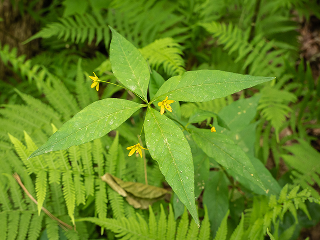 Lysimachia quadrifolia (Whorled yellow loosestrife) #83514