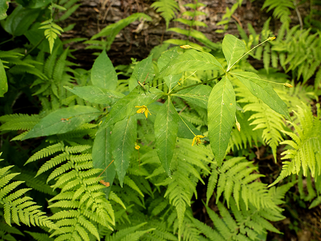 Lysimachia quadrifolia (Whorled yellow loosestrife) #83515