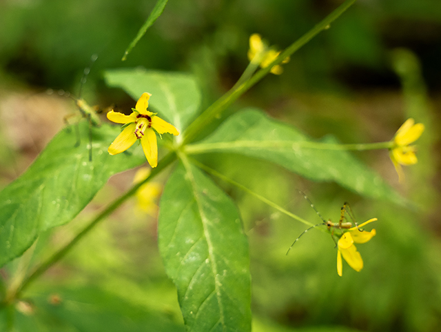 Lysimachia quadrifolia (Whorled yellow loosestrife) #83516