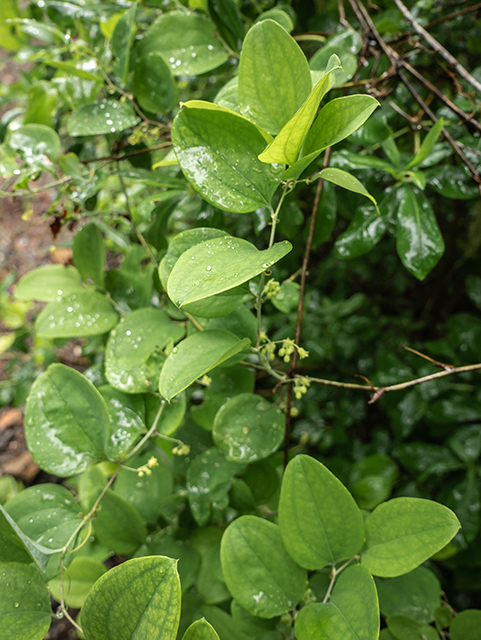 Smilax rotundifolia (Roundleaf greenbriar) #83523