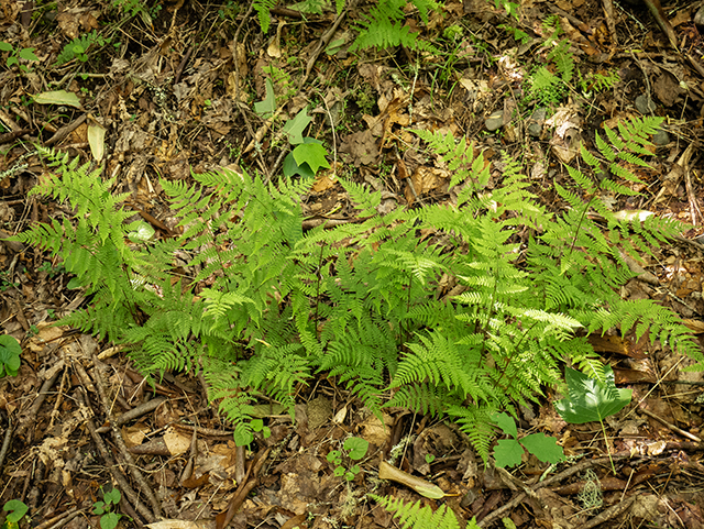 Athyrium filix-femina ssp. asplenioides (Southern lady fern) #83537