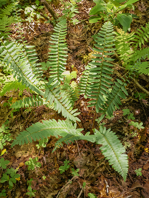 Polystichum acrostichoides (Christmas fern) #83543