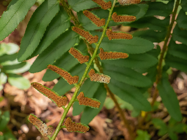 Polystichum acrostichoides (Christmas fern) #83546