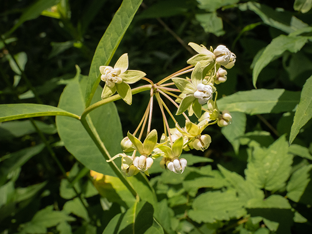 Asclepias exaltata (Poke milkweed) #83549