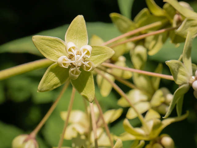 Asclepias exaltata (Poke milkweed) #83550