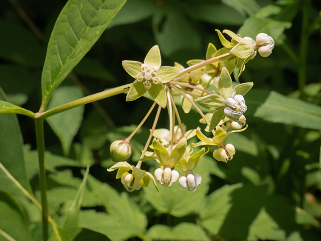 Asclepias exaltata (Poke milkweed) #83551