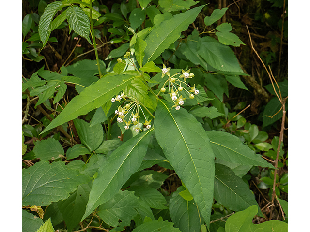Asclepias exaltata (Poke milkweed) #83555