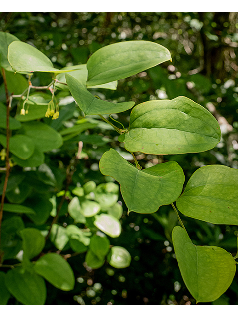 Smilax rotundifolia (Roundleaf greenbriar) #83577