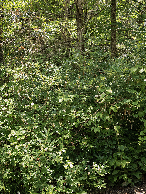 Rhododendron viscosum (Swamp azalea) #83580