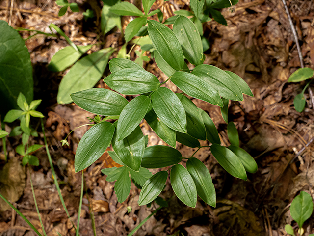 Uvularia puberula (Mountain bellwort) #83593