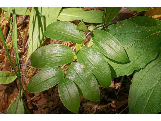 Uvularia puberula (Mountain bellwort) #83594