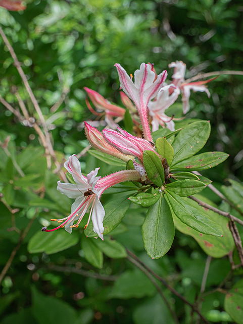 Rhododendron canescens (Mountain azalea) #83607