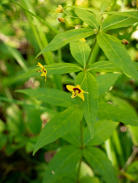 Lysimachia quadrifolia (Whorled yellow loosestrife) #83608