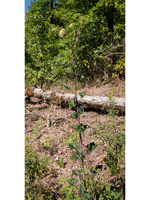 Arnoglossum atriplicifolium (Pale indian plantain) #83613
