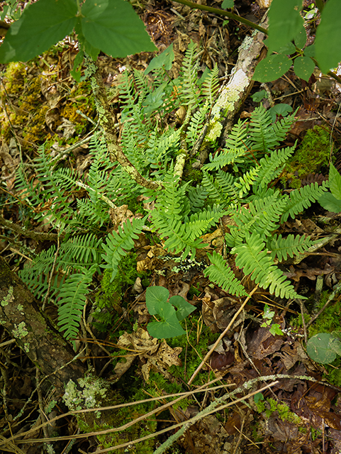 Polypodium appalachianum (Appalachian rockcap fern) #83621