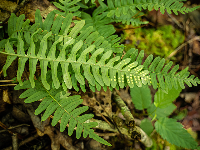 Polypodium appalachianum (Appalachian rockcap fern) #83623