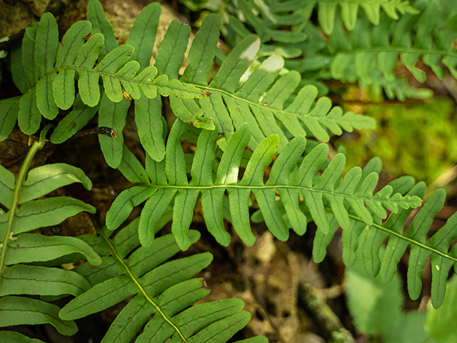 Polypodium appalachianum (Appalachian rockcap fern) #83624