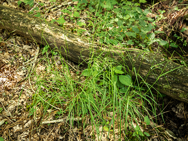 Danthonia compressa (Flattened oatgrass) #83625