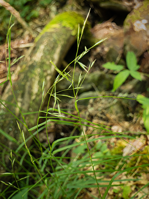 Danthonia compressa (Flattened oatgrass) #83626