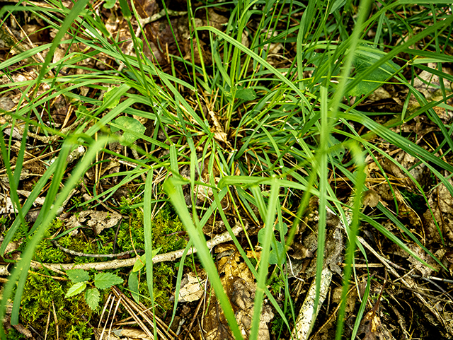 Danthonia compressa (Flattened oatgrass) #83627