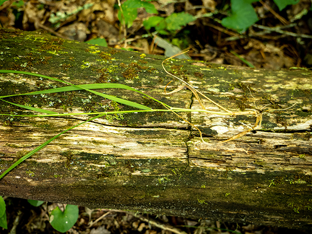 Danthonia compressa (Flattened oatgrass) #83628