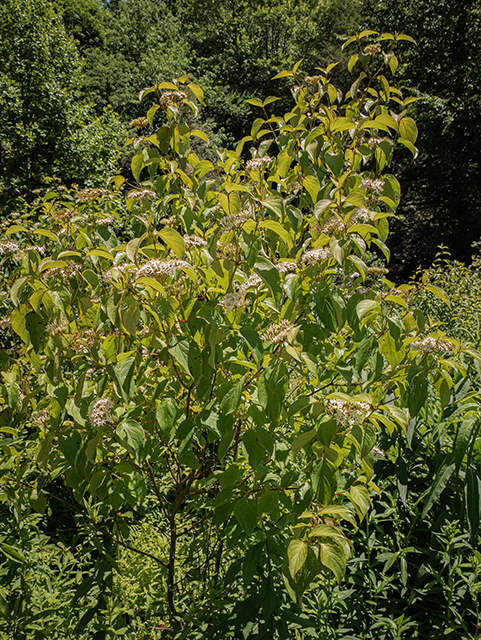Cornus amomum (Silky dogwood) #83631