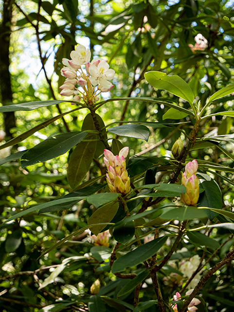 Rhododendron maximum (Great laurel) #83634