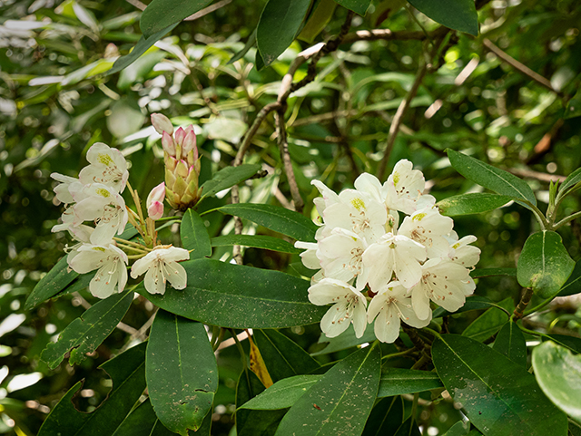 Rhododendron maximum (Great laurel) #83635