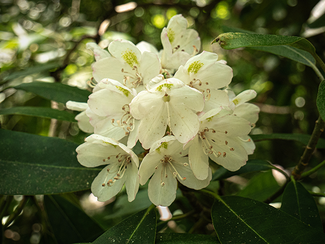 Rhododendron maximum (Great laurel) #83636