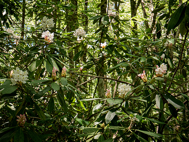 Rhododendron maximum (Great laurel) #83637