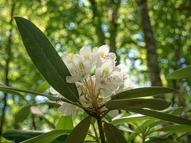 Rhododendron maximum (Great laurel) #83638