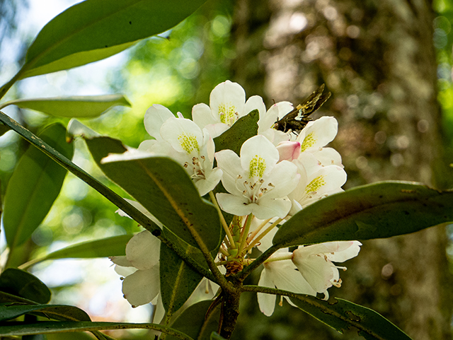Rhododendron maximum (Great laurel) #83639