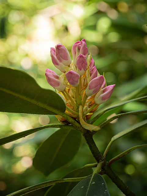 Rhododendron maximum (Great laurel) #83641