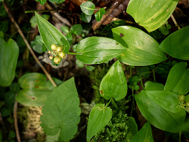 Maianthemum canadense (Canada mayflower) #83642