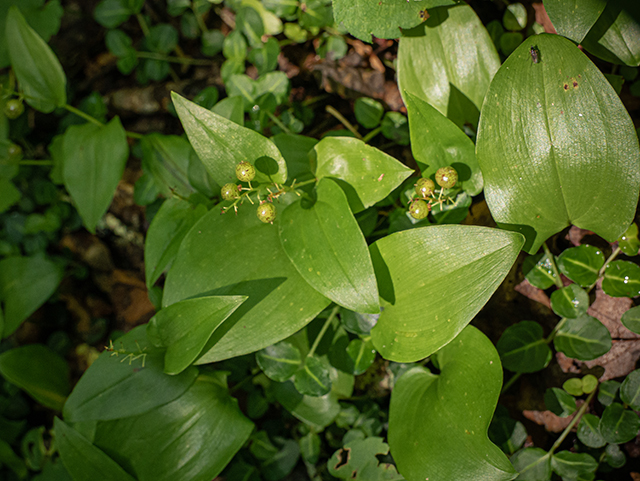 Maianthemum canadense (Canada mayflower) #83643