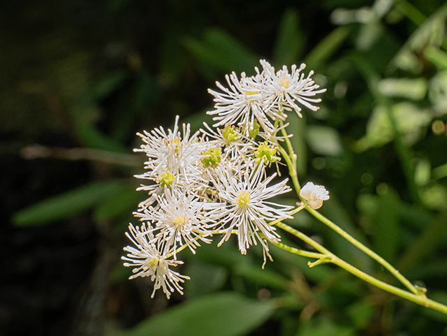 Trautvetteria caroliniensis (Carolina bugbane) #83646