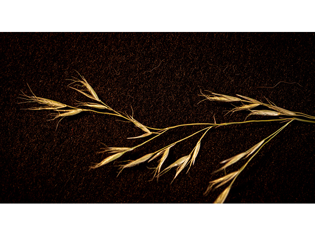 Danthonia compressa (Flattened oatgrass) #83647