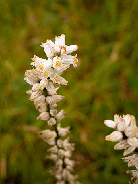 Aletris farinosa (White colicroot) #83685