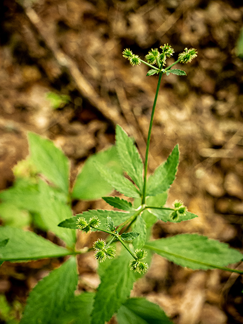 Ranunculus recurvatus var. recurvatus (Blisterwort) #83701