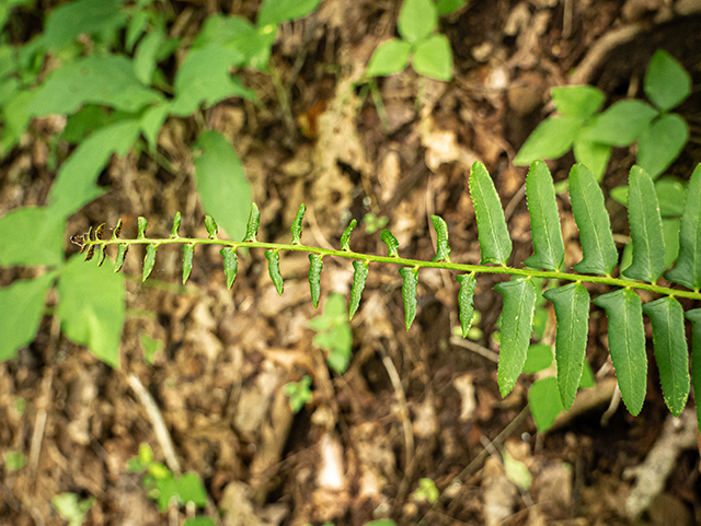 Polystichum acrostichoides (Christmas fern) #83705