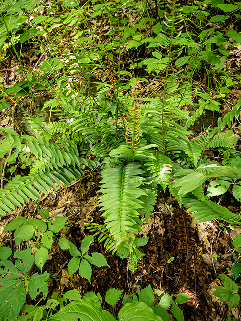Polystichum acrostichoides (Christmas fern) #83707