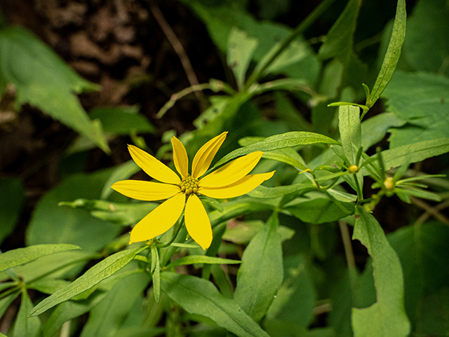 Coreopsis major (Greater tickseed) #83722