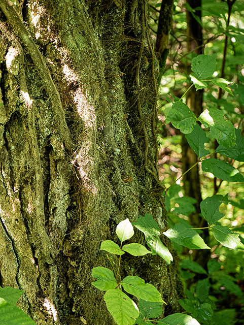 Toxicodendron radicans (Eastern poison ivy) #83731