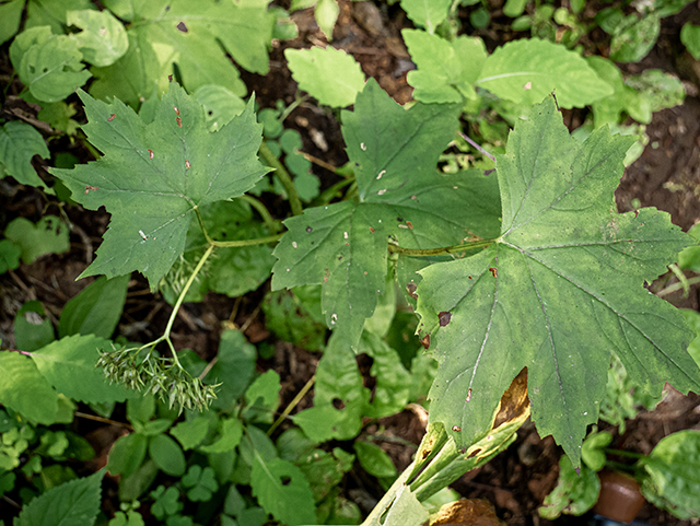 Hydrophyllum canadense (Broad-leaved waterleaf) #83757
