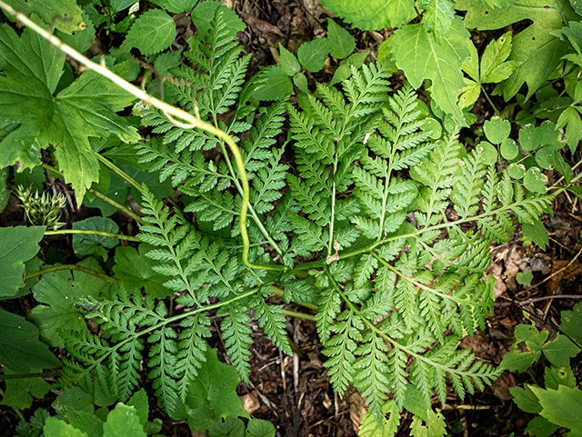 Botrychium virginianum (Rattlesnake fern) #83759
