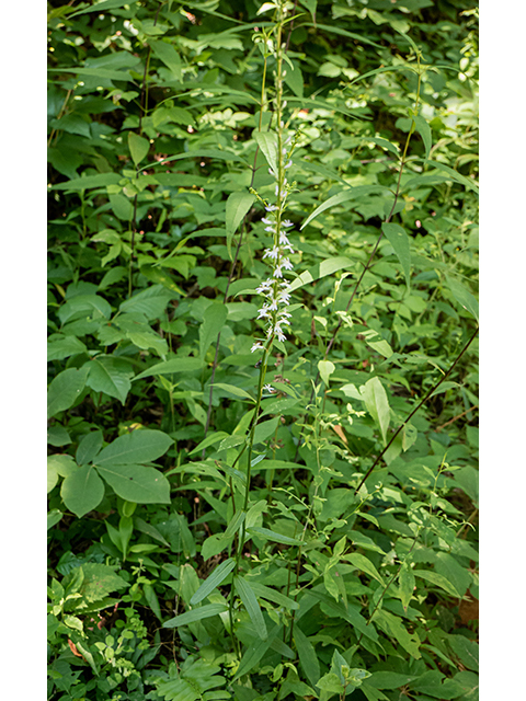 Lobelia spicata (Pale-spike lobelia) #83761
