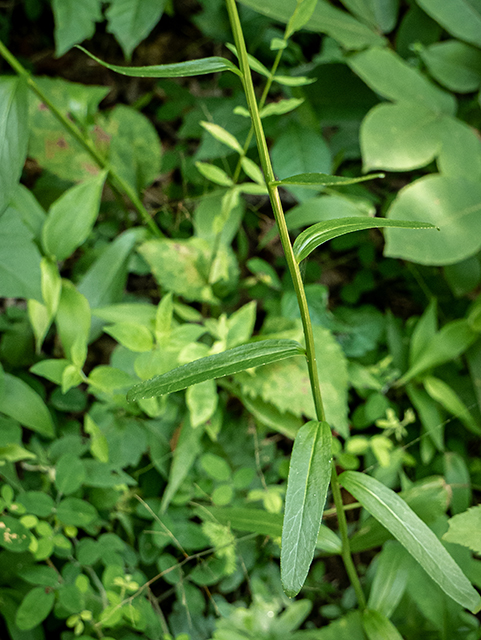 Lobelia spicata (Pale-spike lobelia) #83763