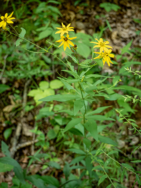 Coreopsis major (Greater tickseed) #83766